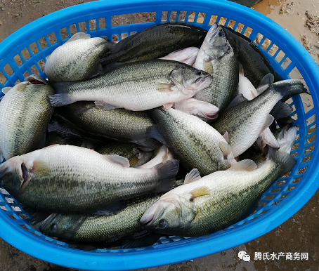 喜憂參半！鱖魚、加州鱸最高跌3元/斤，草魚市場迎來好轉(zhuǎn)，大漲0.3元/斤...