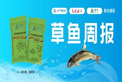 草魚觸底反彈！最高漲0.5元/斤！但武漢西安重慶等多域靜默，魚商走魚艱難 | 澳華聯(lián)合播報(bào)