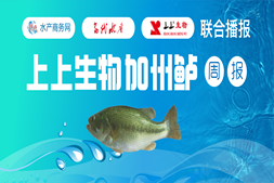 缺大魚！廣東、湖州鱸價(jià)最高漲0.5元/斤，多地清塘投苗，存塘量減少 | 上上生物聯(lián)合報(bào)價(jià)?