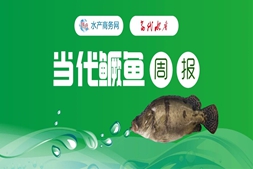 存塘不足1成！鱖魚塘口價大漲3元/斤，統(tǒng)貨最高賣58元斤，接下來還漲嗎？