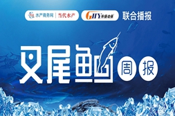 叉尾高漲1元/斤，加工廠收魚最高漲0.7元/斤，叉尾有望回歸成本線？| 華揚動保聯(lián)合播報