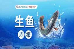 還在跌！中魚跌破“7”字大關(guān)，養(yǎng)殖戶恐慌性出魚，行情何時(shí)能好轉(zhuǎn)？