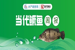 難！鱖魚最高跌3元/斤，逼近成本線，餌料魚卻漲至7元/斤｜鱖魚周報④