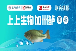 偏小魚(yú)爽市！廣東鱸價(jià)漲至18元/斤，養(yǎng)殖戶(hù)持價(jià)情緒強(qiáng)烈｜高端水產(chǎn)·看上上報(bào)價(jià)?