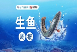 還在漲！大魚(yú)最高10.8元/斤，養(yǎng)殖戶(hù)出魚(yú)積極性高 | 生魚(yú)周報(bào)?