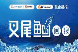 最高跌0.5元/斤！多地叉尾新魚陸續(xù)上市，中秋、國慶將會漲價？| 華揚動保聯(lián)合播報?