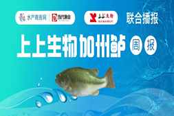 價(jià)格堅(jiān)挺，上漲0.5元/斤！老口魚存塘見底，魚中到處找大魚｜高端水產(chǎn)·看上上報(bào)價(jià)?