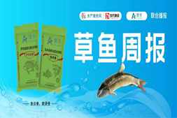 小草魚大掉價(jià)！湖北湖南跌下5字頭，福建網(wǎng)箱魚即將出清，后市是否有轉(zhuǎn)機(jī)？ | 澳華聯(lián)合播報(bào)?